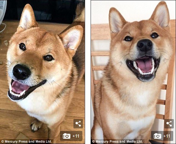 Chú chó cười tươi như hoa, chỉ nhìn mặt em ấy thôi cũng đủ vui cả ngày