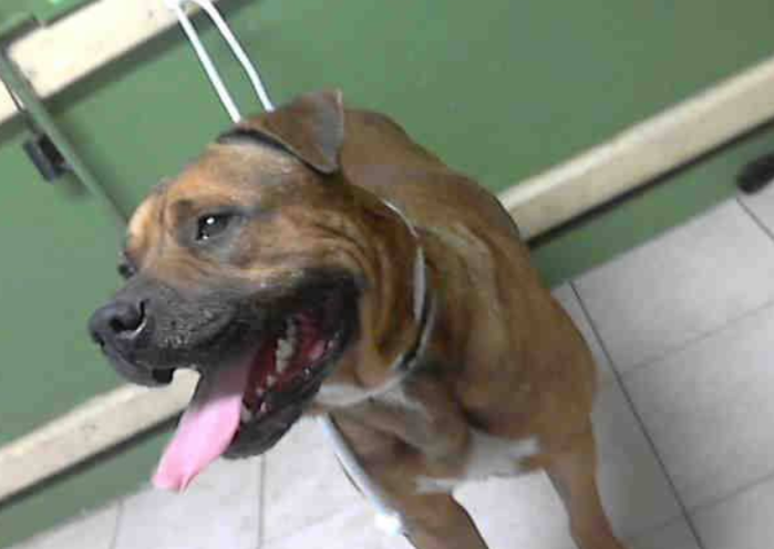 Đau lòng chú cún bật khóc khi nhận ra mình đã lạc mất anh trai và bị bỏ rơi một mình