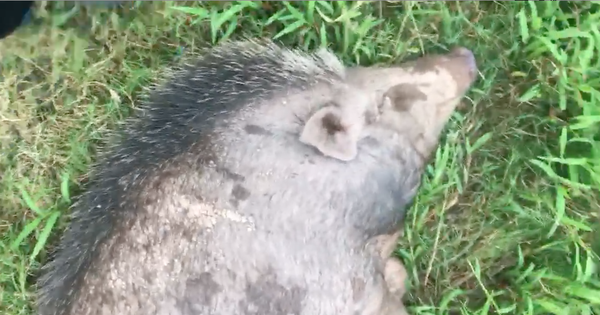 Góc boss khủng: Mua lợn rừng về làm cỗ, chuẩn bị thịt thì biết nó có bầu nên gia đình tự dưng có bầy pet độc