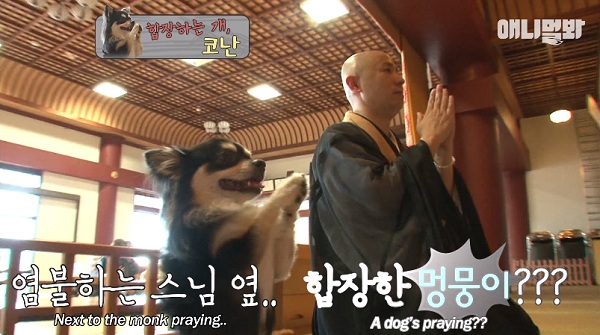 Chắp chân cầu nguyện trước tượng Phật mỗi ngày, chú chó Hàn Quốc nổi tiếng thế giới