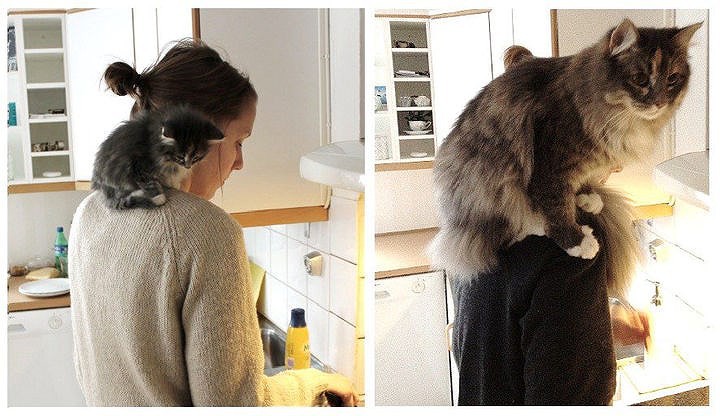 Tròn xoe mắt trước loạt ảnh “dậy thì thành công” đến ngỡ ngàng của thú cưng