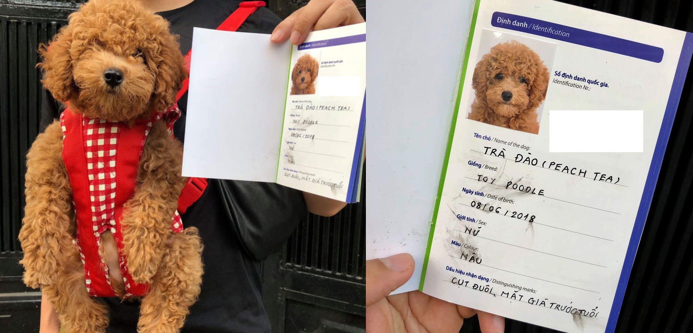 Thanh niên khiến dân mạng cười sái quai hàm vì đưa chó đi chụp ảnh thẻ làm... giấy khai sinh!