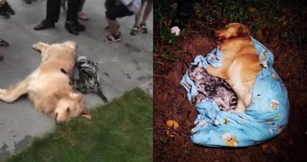 Chó mèo cưng chết thảm, nghi bị ném từ tầng 21 xuống đất sau khi chủ biết vợ có bầu