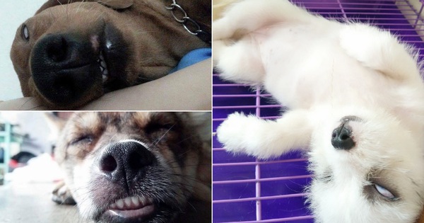 Góc bóc phốt: Lỡ ngủ khi sen còn thức, hàng loạt boss bị tung ảnh dìm hàng không thương tiếc