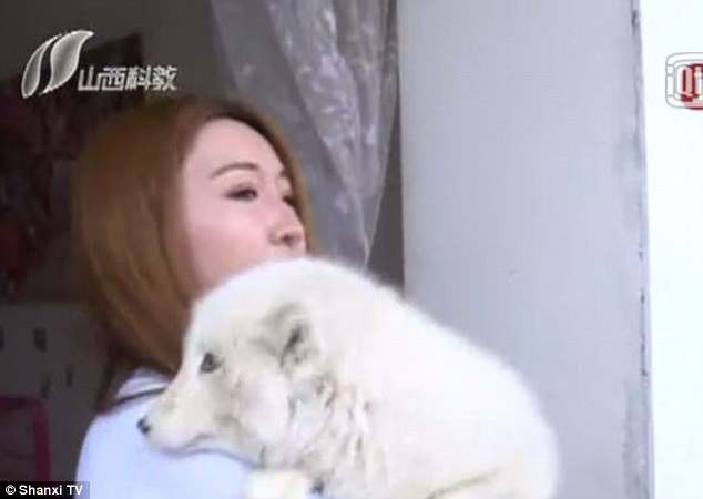 Nuôi dưỡng cả năm trời, người phụ nữ bất ngờ phát hiện ra con chó của mình là cáo hoang