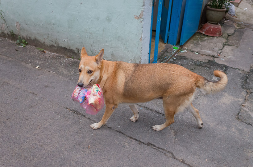 Đến năm 2021, Hà Nội sẽ không kinh doanh thịt chó ở nội thành
