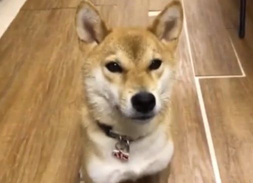 Cả thế giới ra đây mà xem chú chó shiba nói tiếng Nhật vanh vách thế này!