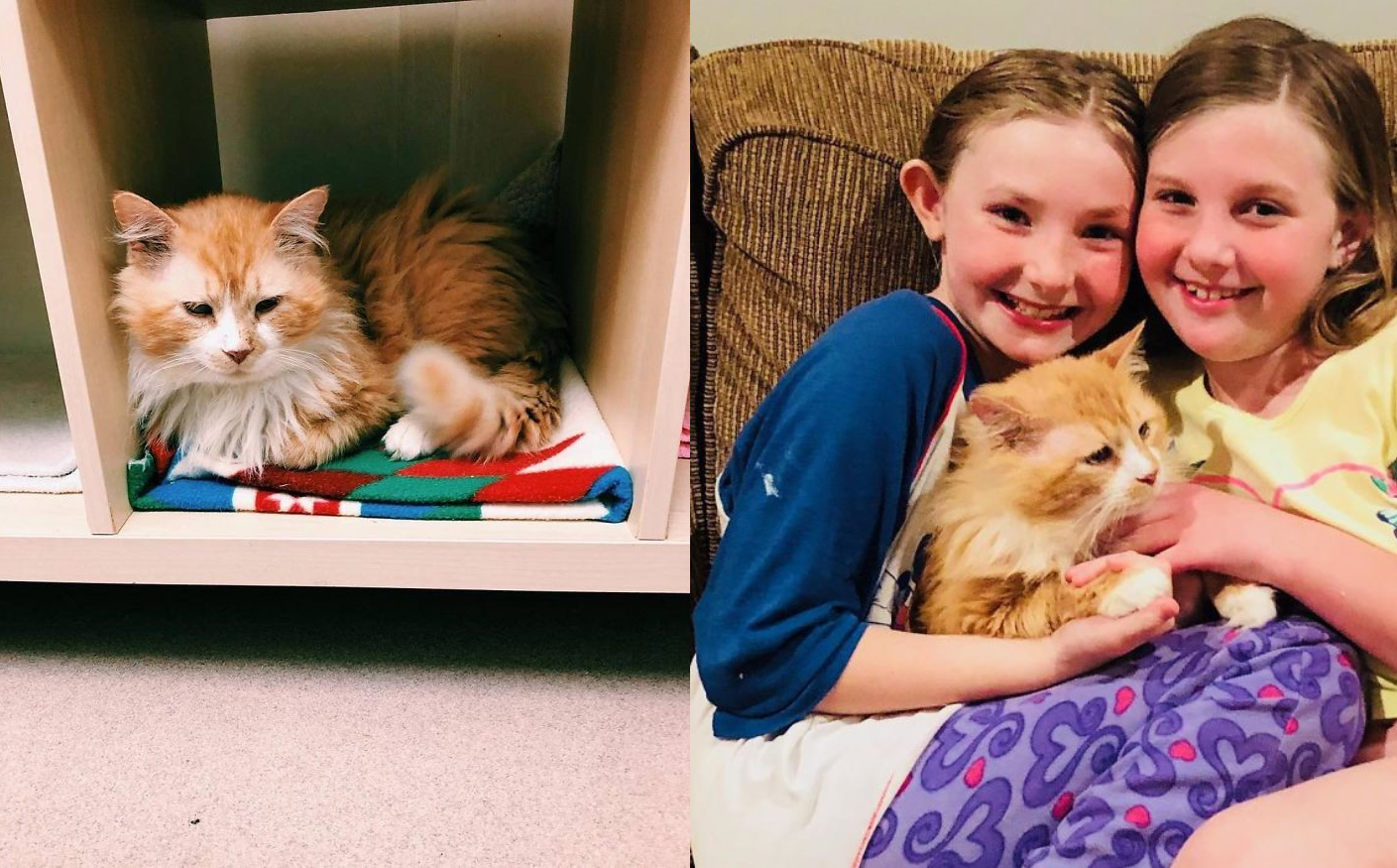 Sau khi bị đem cho, chú mèo vượt qua 12km tìm về với chủ cũ chỉ để bị ruồng bỏ lần 2 còn đau lòng hơn