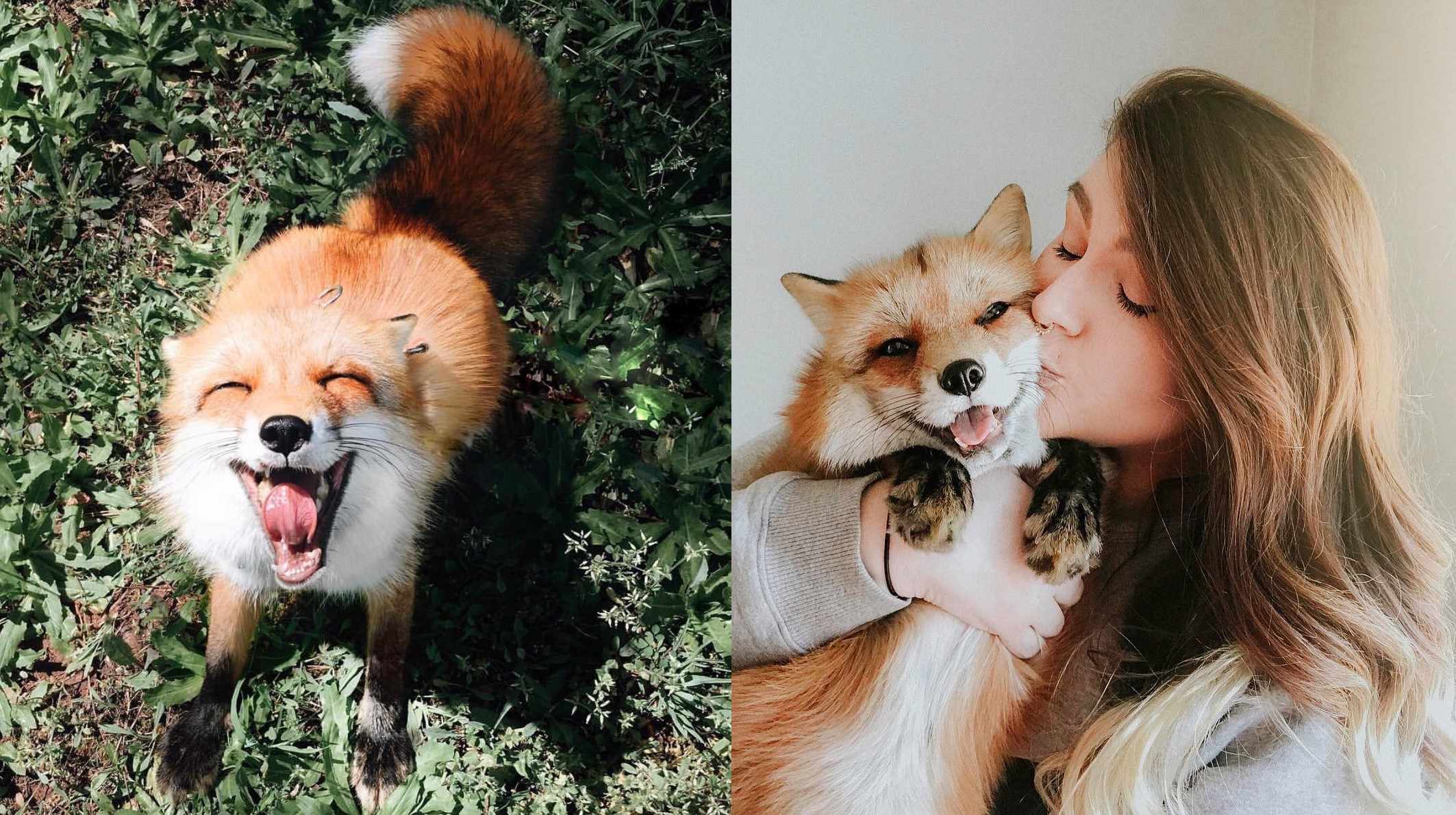 Gặp gỡ Juniper - Con cáo hớn hở nhất thế giới!