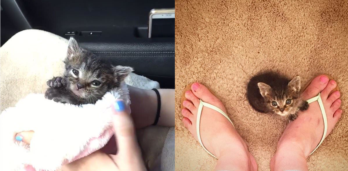 May mắn được cứu thoát, cuộc đời của chú mèo con tội nghiệp bỗng bước sang trang mới