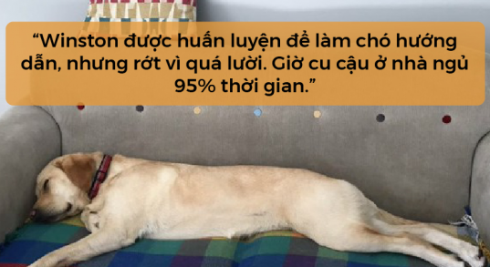 Profile như phim hài của 25 chú chó siêu cấp vô dụng trong cuộc thi Westminster Dog Show