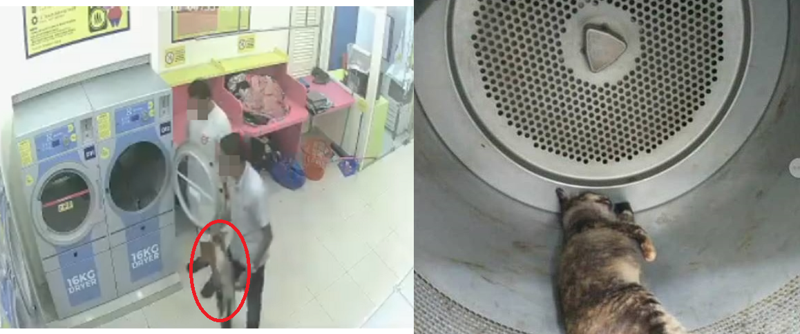 Mèo mẹ đang mang thai bị 2 thanh niên cho vào máy sấy chịu nóng đến chết khiến CĐM phẫn nộ