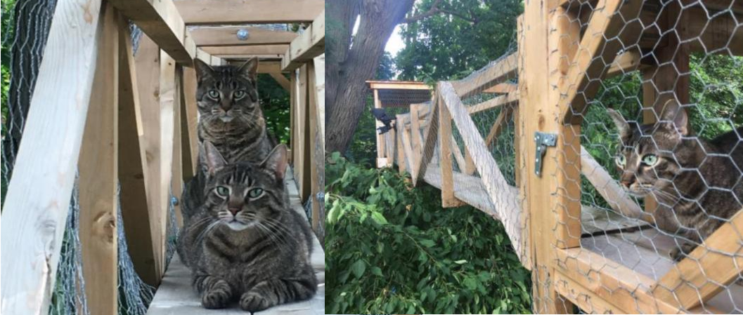 ‘Sen tận tụy của năm’ xây hẳn nhà trên cây đẹp lung linh cho boss thoải mái nô đùa