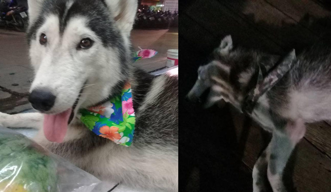 Dân mạng phẫn nộ khi chứng kiến cảnh chú chó đang ngồi chơi bị xe cán qua tàn nhẫn