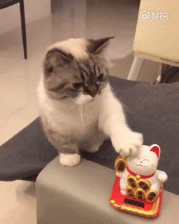 Mèo cưng bắt chước mèo ‘Thần tài’, giơ đôi chân ngắn lên vẩy vẩy khiến CĐM tan chảy 4