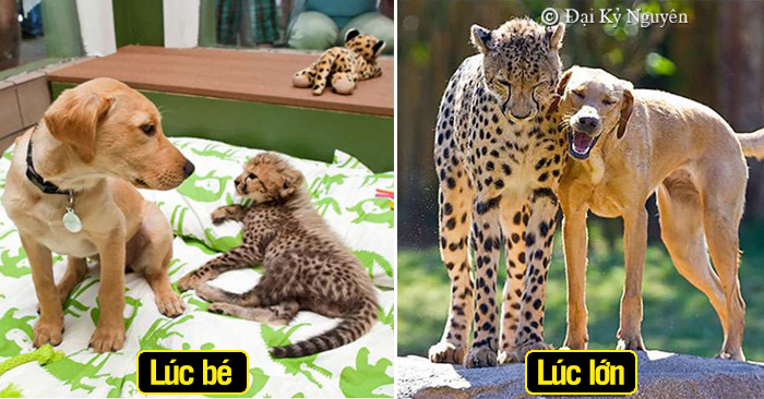 21 bức ảnh siêu dễ thương của thú cưng ‘thanh mai trúc mã’ từ nhỏ đến lớn, nhiều cặp thật khó tin