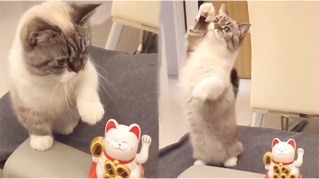 Mèo cưng bắt chước mèo ‘Thần tài’, giơ đôi chân ngắn lên vẩy vẩy khiến CĐM tan chảy