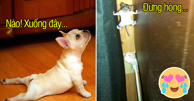 17 khoảnh khắc đáng yêu của thú cưng sẽ xóa tan mệt mỏi trong bạn