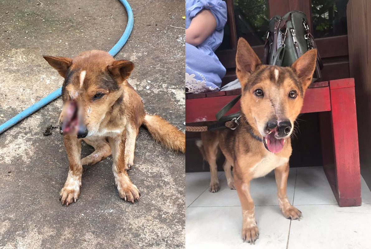 Ngỡ ngàng hình ảnh thay da đổi thịt của chú chó bị chém nửa mặt