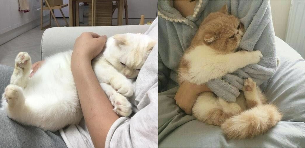 Khoảnh khắc đáng yêu: Đôi khi 'hoàng thượng' mèo cũng nũng nịu cần một cái ôm