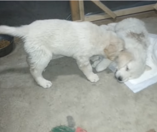 Đau lòng chứng kiến chú chó cố lay người bạn đã mất, ánh mắt bất lực khiến ai cũng bật khóc