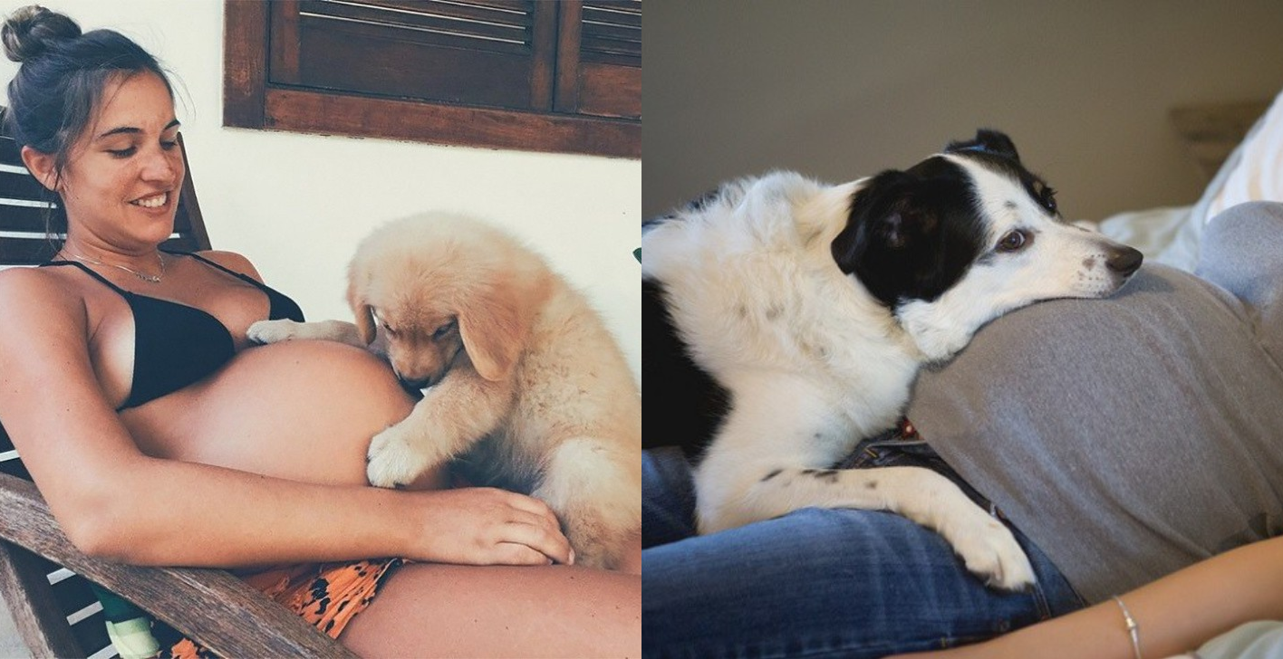 Khoảnh khắc yêu đến lịm tim khi thú cưng “làm nũng” với mẹ bầu vì "ghen tị" với em bé sắp chào đời