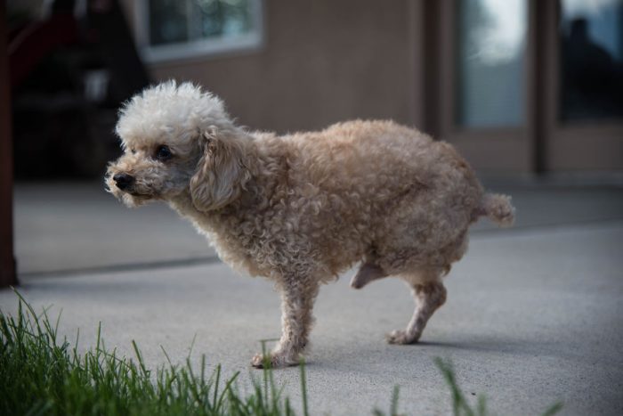 Hạnh phúc ngọt ngào dành cho chú chó mất chân sau 10 năm lang thang cơ nhỡ