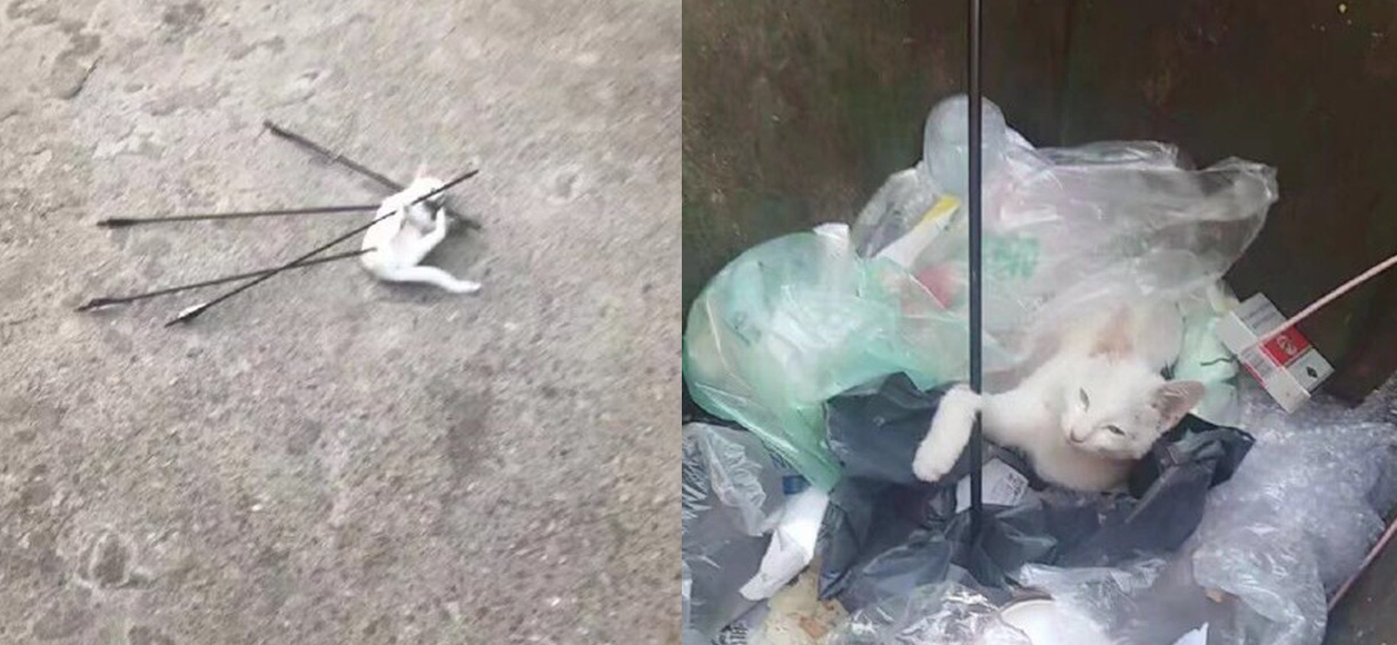 Trung Quốc: Sinh viên dùng cung tên bắn chết mèo, cả trường phẫn nộ đòi đuổi học