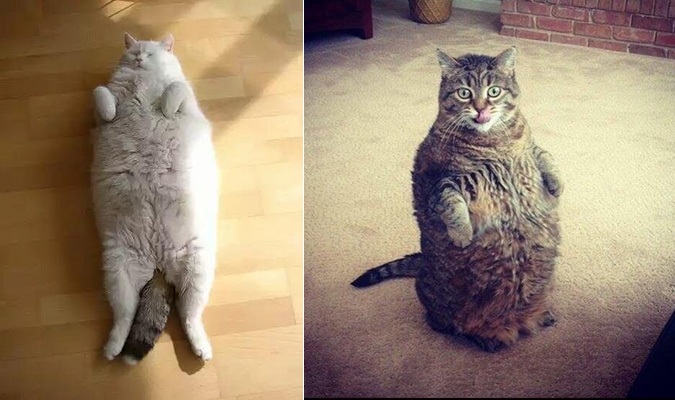 19 chú mèo béo mũm mĩm đến mức ‘nếu cuộn tròn sẽ như một trái banh’