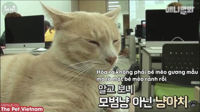 Góc đáng yêu: Sen có thích 'bạn cùng lớp' với mình là một 'hoàng thượng' mèo không?