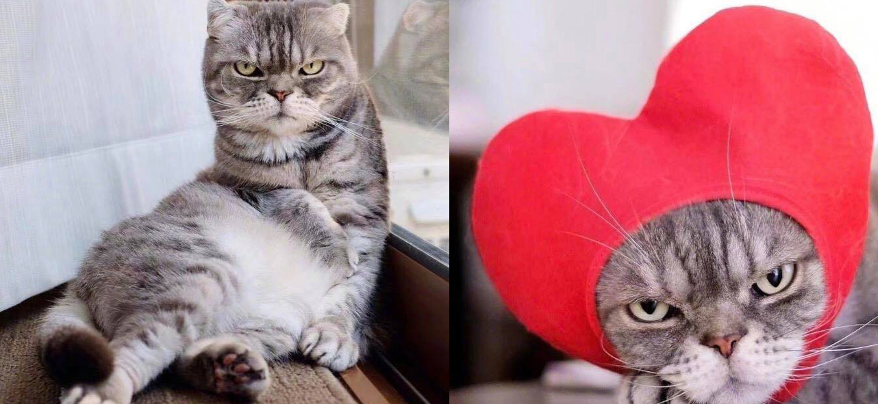 Boss mèo bỗng nổi tiếng MXH vì gương mặt cau có khó ở chẳng ai bằng