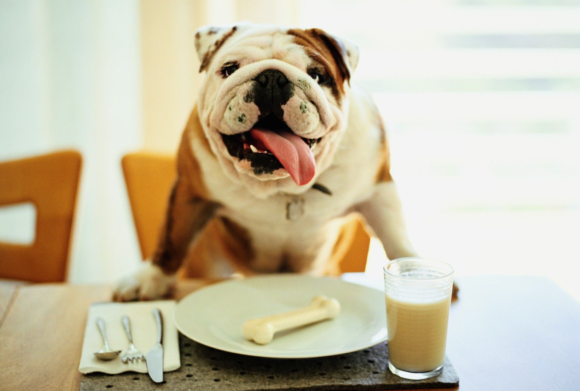 14 lý do chứng minh người yêu có thể không có nhưng chó nhất định phải có một con