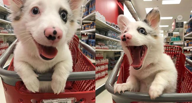 Biểu cảm siêu đáng yêu của chú chó Corgi lần đầu tiên được đi siêu thị