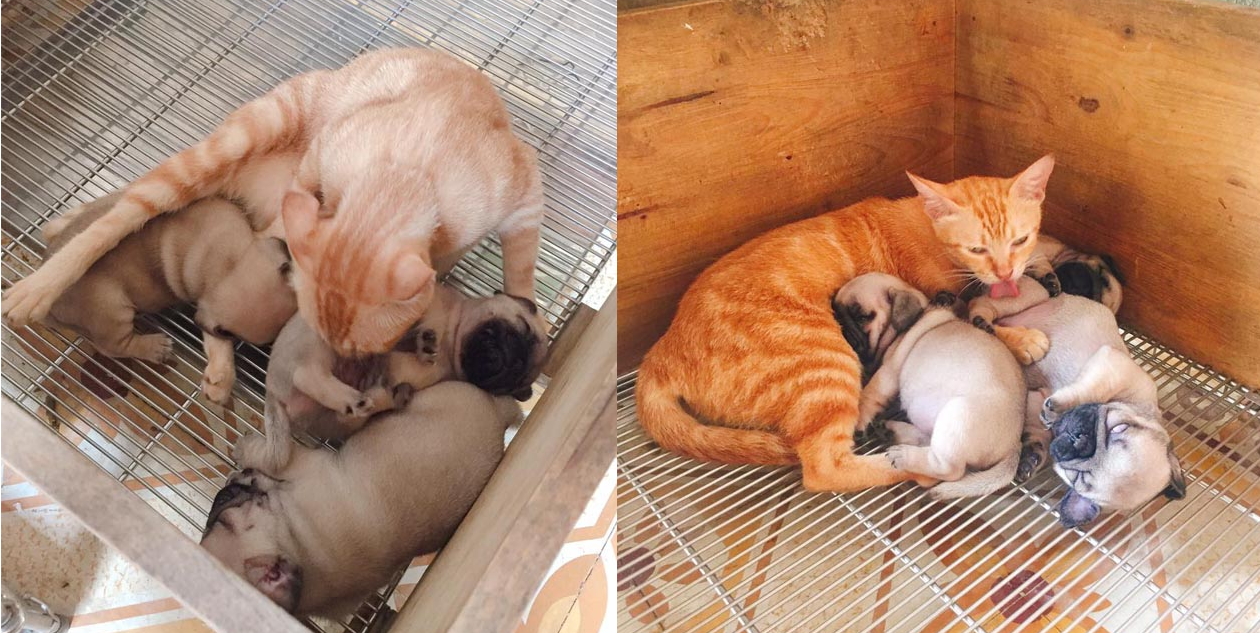 Quá buồn vì mất con nên mèo mẹ lén sang chăm sóc 3 chú chó con cho đỡ nhớ