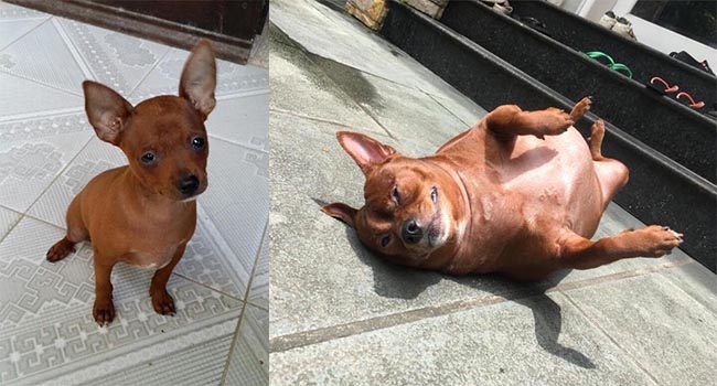 Dân mạng đua nhau chọc quê chàng chó vì mập ú nên đã qua bao mùa lúa chín mà vẫn còn “trinh nguyên”