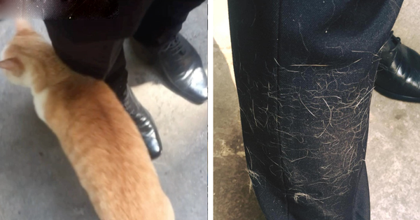 Ai thấu nổi của đau của người nuôi mèo khi sáng nào cũng đi làm muộn