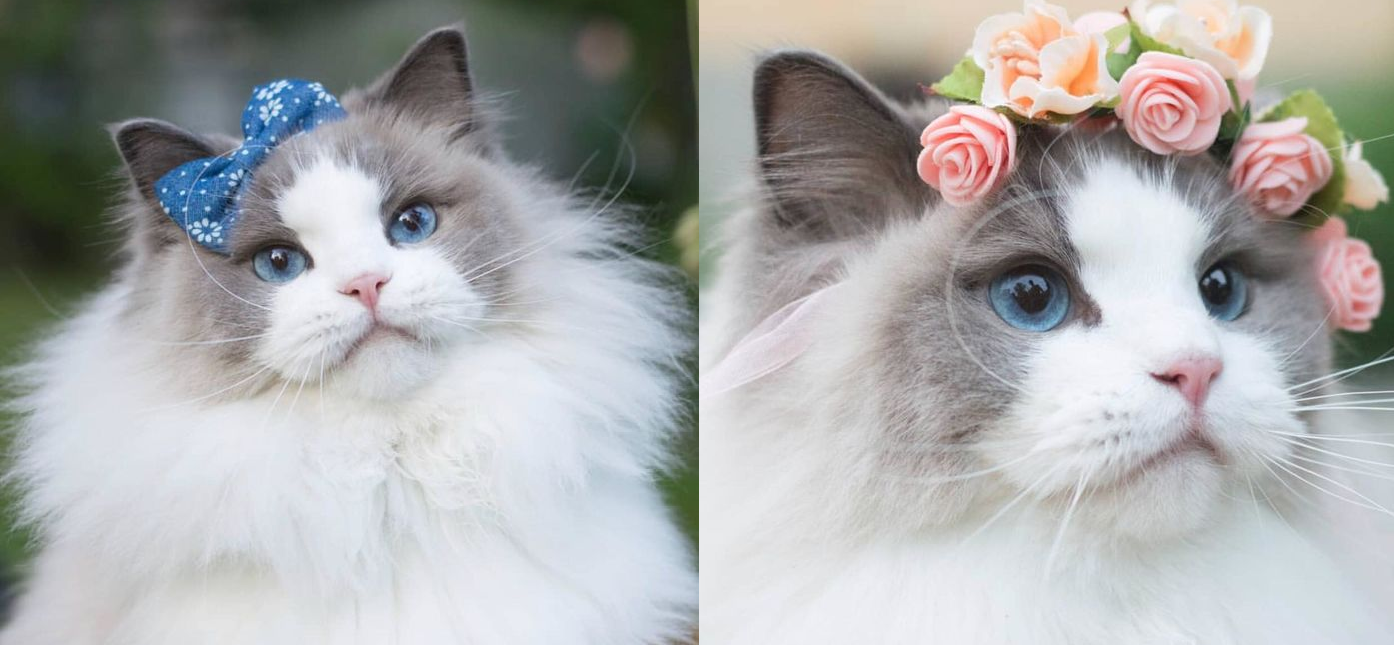 Chiêm ngưỡng Aurora Purr - 'Nàng' mèo lông xù xinh lung linh khiến ai cũng phải 'rụng tim'