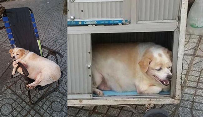 Cộng đồng mạng thích thú với chú chó vòng eo suýt 56, ngoan ngoãn bám theo bà đi làm mỗi ngày