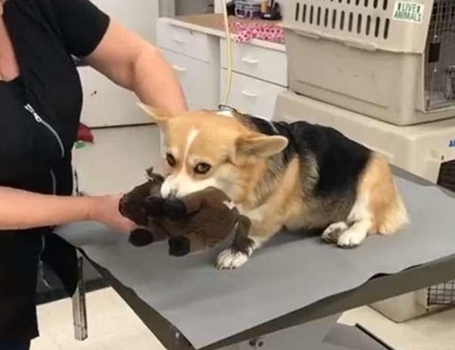 Chú chó Corgi siêu dễ thương khi ngậm thú bông để đỡ sợ khi bị cắt móng