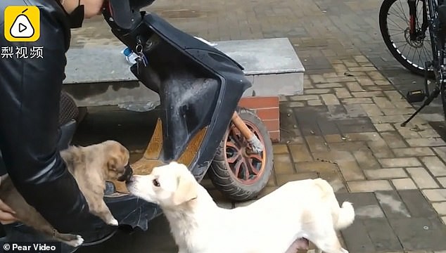 Khoảnh khắc cảm động: Chó mẹ hôn tạm biệt đứa con sắp được nhận nuôi khiến cư dân mạng không khỏi ngậm ngùi