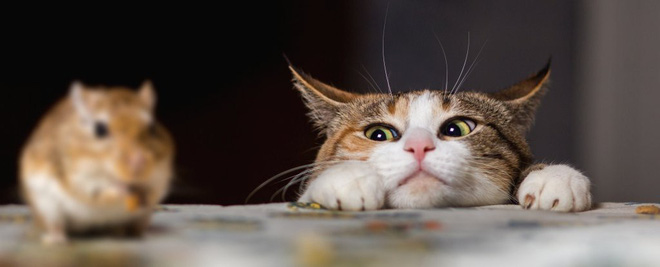 Hóa ra không phải cứ nuôi mèo là bớt chuột - nghịch lý này đã được khoa học chứng minh hẳn hoi