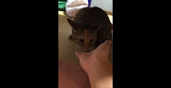 ‘Sen’ bị ‘boss’ mèo đánh ghen từ mặt vì dám lén lút ‘ngoại tình’ với mèo hoang