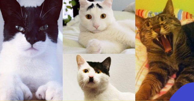 Cùng ngắm nghía các ‘boss’ mèo có bộ lông đặc biệt nhất thiên hà