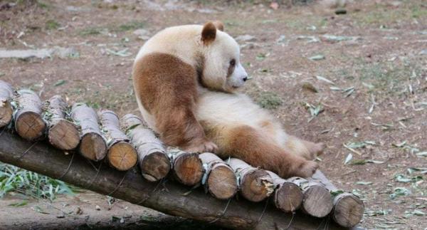 Không chấp nhận ‘lái máy bay bà già’, chú gấu trúc nâu quý hiếm vẫn còn là ‘trai tân’