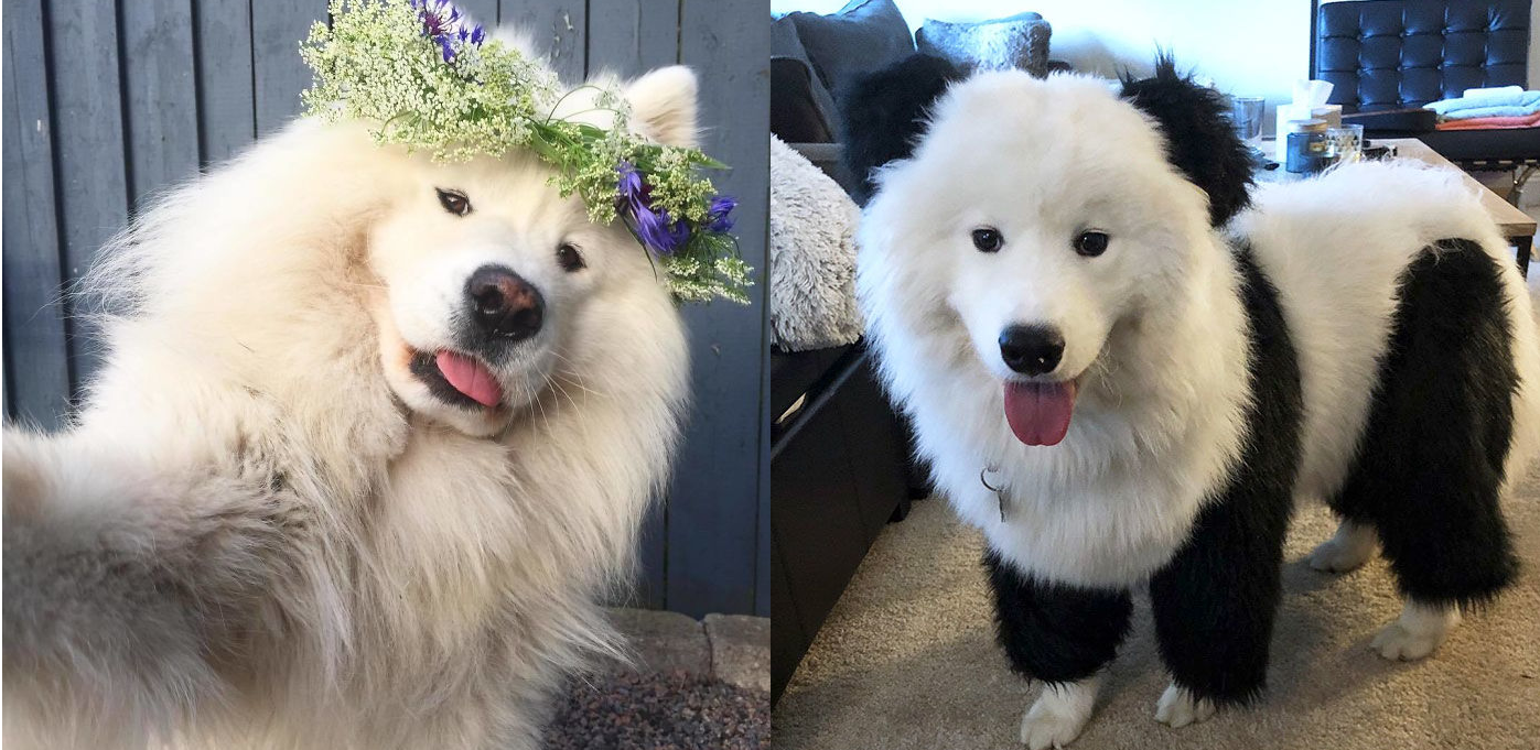 Ngoài Husky, người anh em Samoyed cũng là loài chó ngáo ngơ không kém