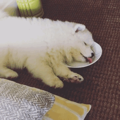 
Trong cơn mơ, em nhận ra thức ăn đầy cả đĩa.