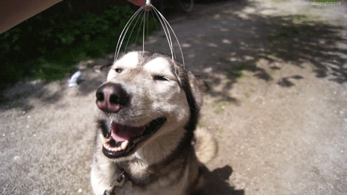 (Ảnh: Giphy)