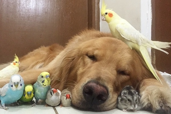 Bộ ảnh dễ thương: Chuột ú, chó săn và 8 chú chim líu lo dưới một mái nhà