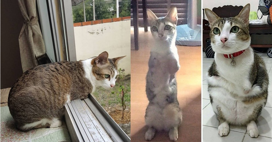 Khâm phục nghị lực sống mãnh liệt của chú mèo 2 chân