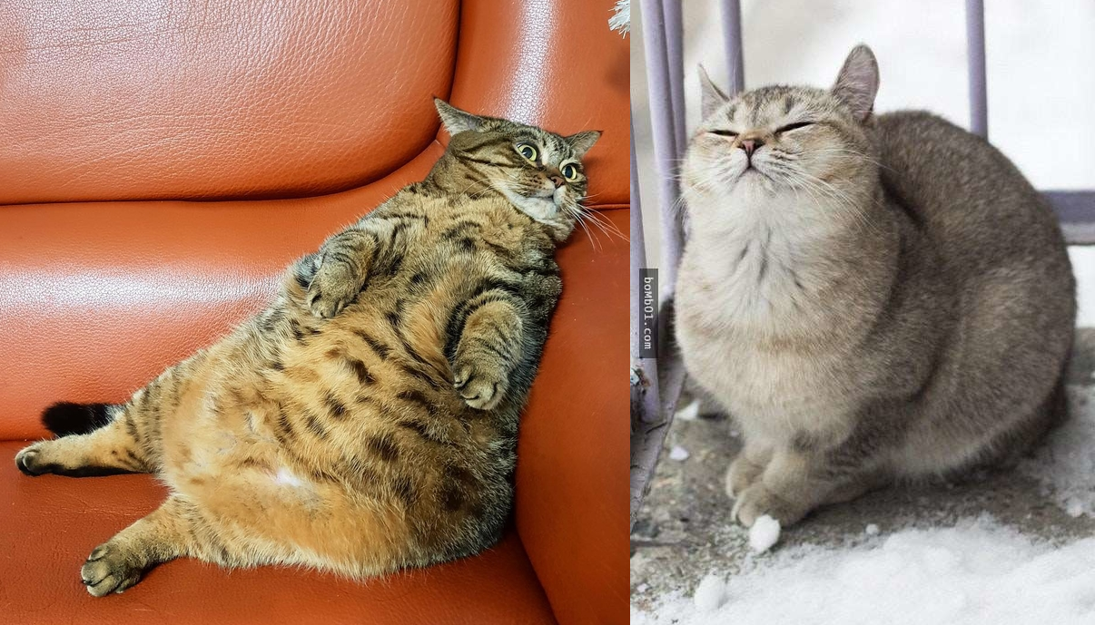 Dù ai nói ngược nói xuôi, thì em vẫn béo cho nhiều sen thương!